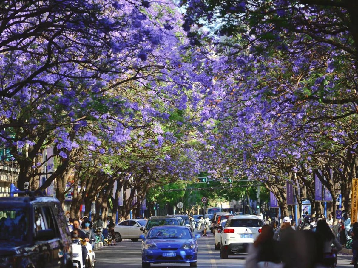 Lễ hội hoa phượng tím ở Côn Minh